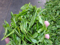 新茶、揉みます