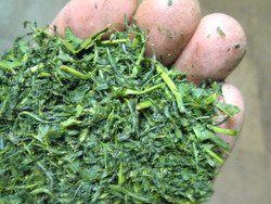 山の息吹