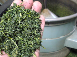 ツユヒカリの製茶
