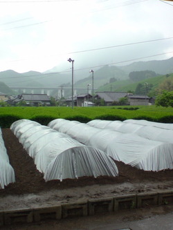 雷様