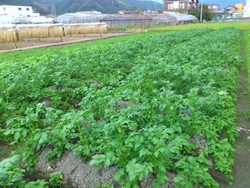 お客様