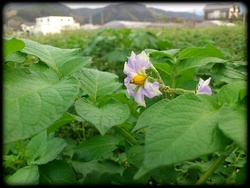 じゃがいもの花