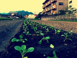 秋野菜が始まりました