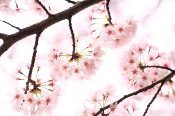 ＊桜の季節＊