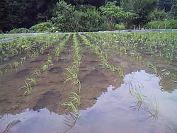 綺麗に植えつけられた苗