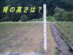 手作りの物差し