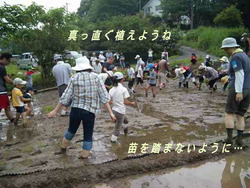 親子で米作り体験!614