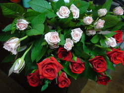 薔薇の花