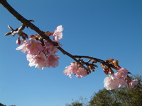 カワヅザクラが咲き始めました。