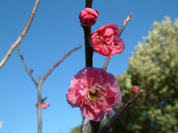 カワヅザクラが咲き始めました。