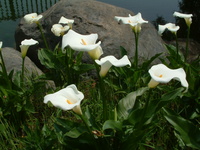 カワラナデシコ、キンシバイが咲き始めました。