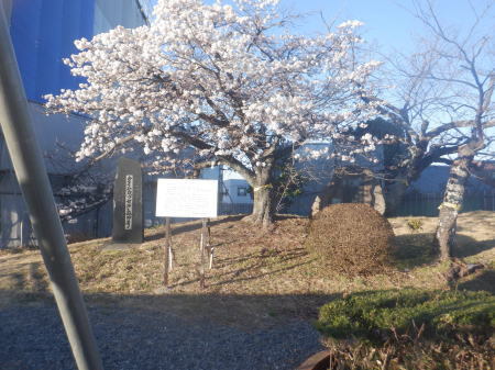 2023年　帯桜　満開を迎えております。