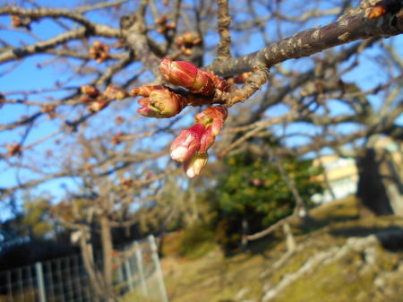 今日の帯桜　《　つぼみ　膨らむ　》