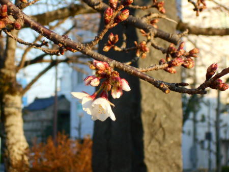 今日の帯桜　開花状況　《　開花　2日目　》