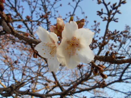 今日の帯桜開花状況《　開花　３日目　》