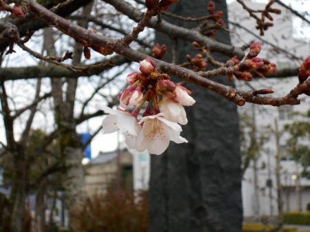今日の帯桜開花状況《　開花　4日目　》