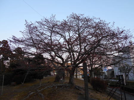 今日の帯桜開花状況《　開花　５日目　》