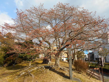 今日の帯桜開花状況　《　開花　6日目　》