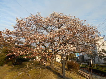 今日の帯桜開花状況　《　三分咲き　》