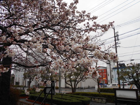 今日の帯桜開花状況　《　五分咲き　》