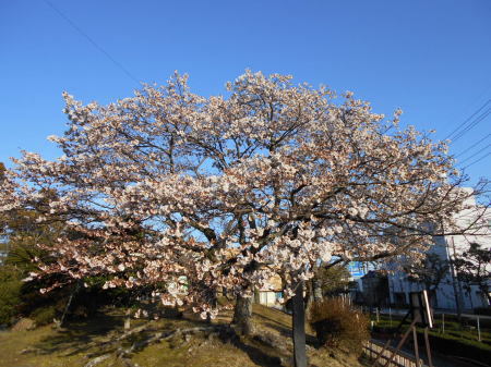今日の帯桜開花状況　《　七分咲き　》