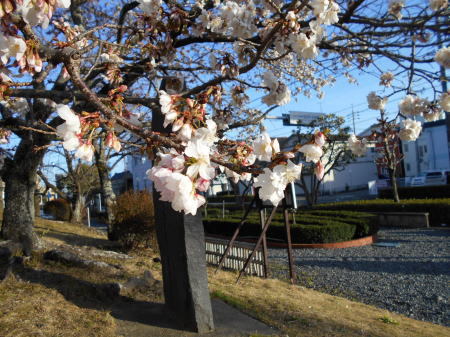 今日の帯桜開花状況　《　七分咲き　》