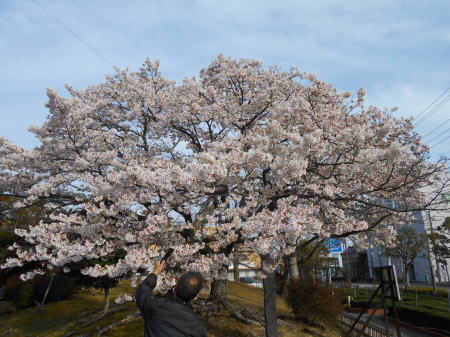 今日の帯桜開花状況　《　満開　4日目　》