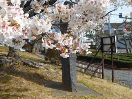 今日の帯桜開花状況　《　満開　4日目　》