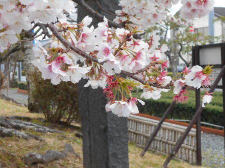 今日の帯桜開花状況　《　満開　5日目　》