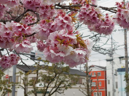 今日の帯桜開花状況　《　散り始め　８分残り　》