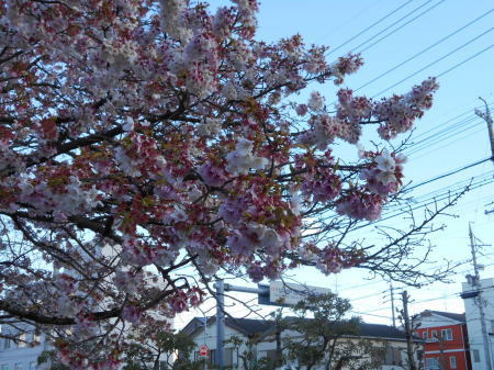 今日の帯桜開花状況　《　五分残り　》
