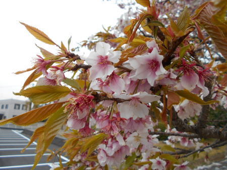 本日をもって今年の帯桜開花状況配信　停止です。