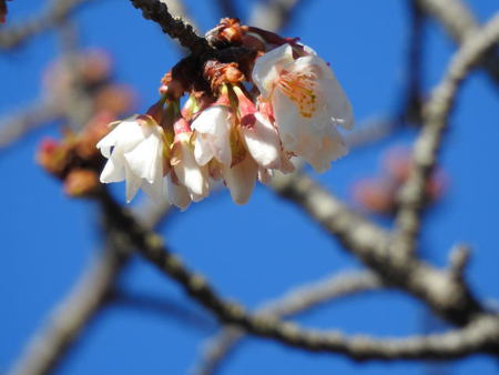 【開花】　本日島田帯桜　開花しました！