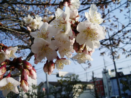 今日より配信　《今日の帯桜》　