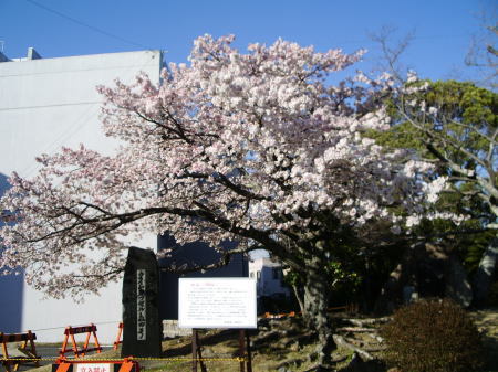 《満開》　今日の帯桜開花状況