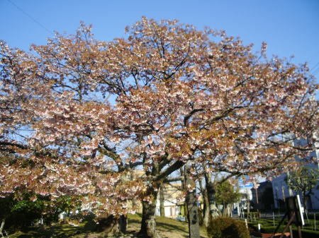 《1部残り》今日の帯桜開花状況