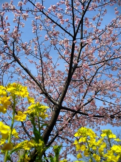 焼津の桜