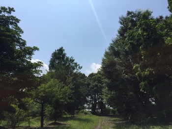 樹木選びの旅　～九州～