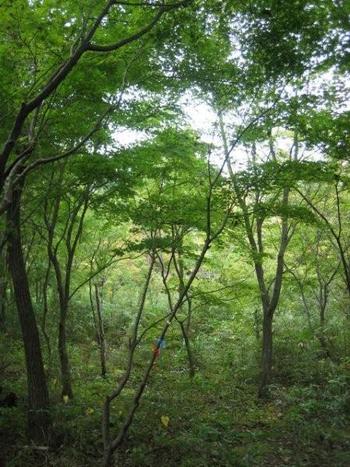 樹木選び　　in福島