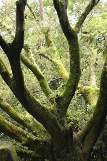 苔の木