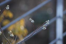 春の芽 (もうすぐ開花) その1