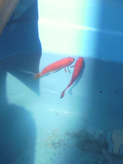 春け!?