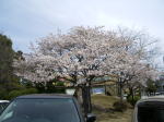 帯桜　満開です。