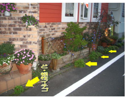 ど!根性イチゴ