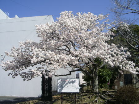 今日の帯桜　ブログ開設しました。