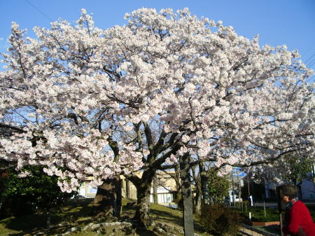 今日の帯桜Vol.10