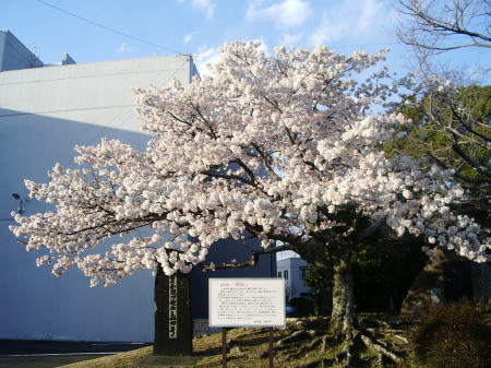 今日の帯桜Vol.10