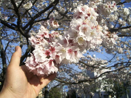 今日の帯桜Vol.10