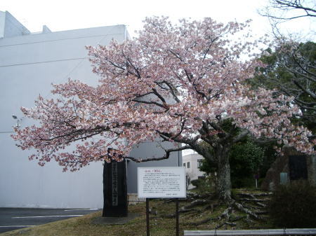 今日の帯桜Vol.14