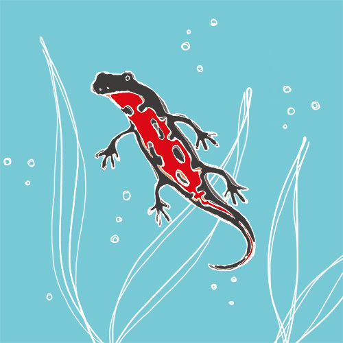 アカハライモリ アカハライモリ